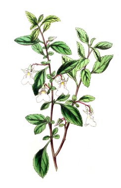 Bitki çizimi. Eski resim