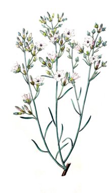 Bitki çizimi. Eski resim