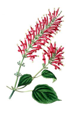 Bitki çizimi. Eski resim