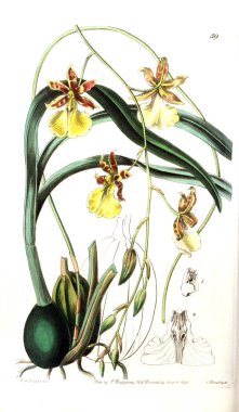 Bitki çizimi. Eski resim