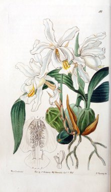 Bitki çizimi. Eski resim