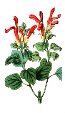 Bitki çizimi. Eski resim