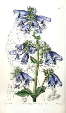 Bitki çizimi. Eski resim