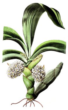 Bitki çizimi. Eski resim