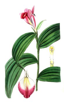 Bitki çizimi. Eski resim