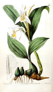 Bitki çizimi. Eski resim