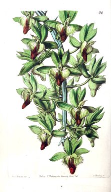 Bitki çizimi. Eski resim