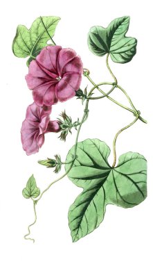 Bitki çizimi. Eski resim