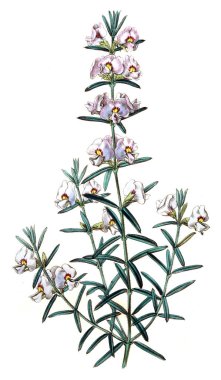 Bitki çizimi. Eski resim