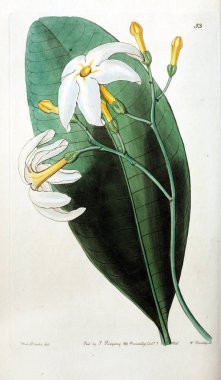 Bitki çizimi. Eski resim