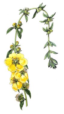 Bitki çizimi. Eski resim