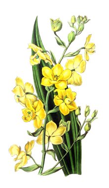 Bitki çizimi. Eski resim