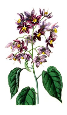 Bitki çizimi. Eski resim