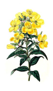 Bitki çizimi. Eski resim