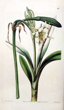 Bitki çizimi. Eski resim