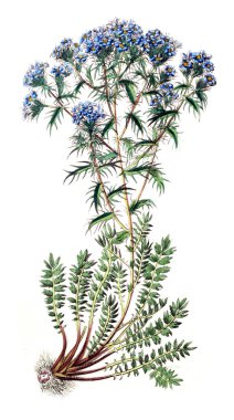 Bitki çizimi. Eski resim