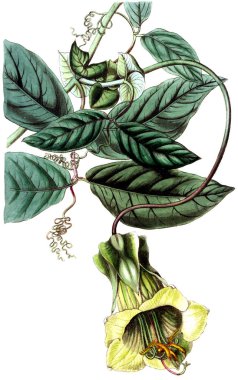 Bitki çizimi. Eski resim