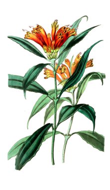 Bitki çizimi. Eski resim