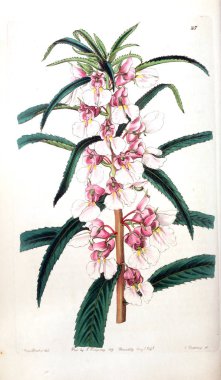 Bitki çizimi. Eski resim