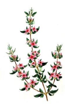 Bitki çizimi. Eski resim