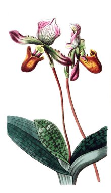 Bitki çizimi. Eski resim