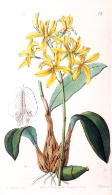 Bitki çizimi. Eski resim