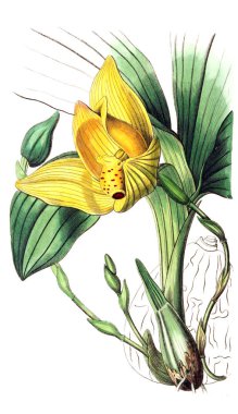 Bitki çizimi. Eski resim