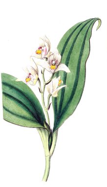 Bitki çizimi. Eski resim