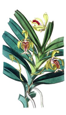 Bitki çizimi. Eski resim