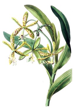 Bitki çizimi. Eski resim