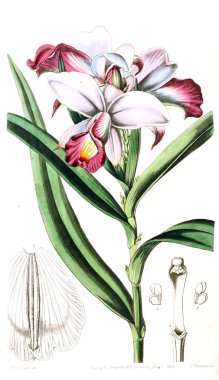 Bitki çizimi. Eski resim