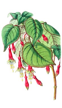 Bitki çizimi. Eski resim