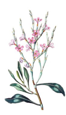 Bitki çizimi. Eski resim