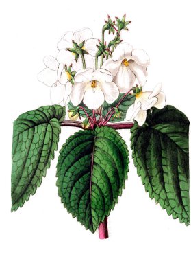 Bitki çizimi. Eski resim