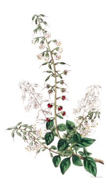 Bitki çizimi. Eski resim