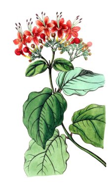 Bitki çizimi. Eski resim