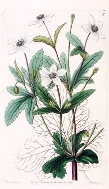 Bitki çizimi. Eski resim