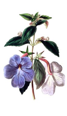 Bitki çizimi. Eski resim