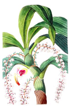 Bitki çizimi. Eski resim