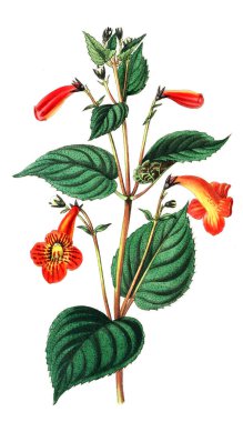 Bitki çizimi. Eski resim