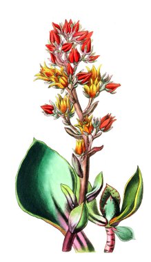 Bitki çizimi. Eski resim