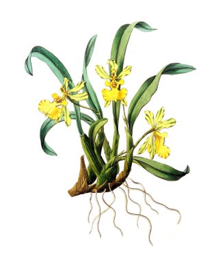 Bitki çizimi. Eski resim