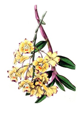 Bitki çizimi. Eski resim