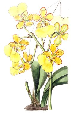 Bitki çizimi. Eski resim