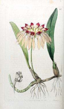 Bitki çizimi. Eski resim