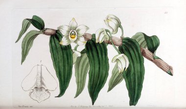 Bitki çizimi. Eski resim