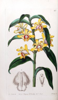 Bitki çizimi. Eski resim