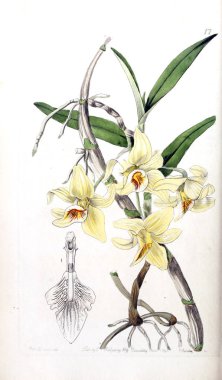 Bitki çizimi. Eski resim