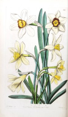 Bitki çizimi. Eski resim