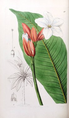 Bitki çizimi. Eski resim